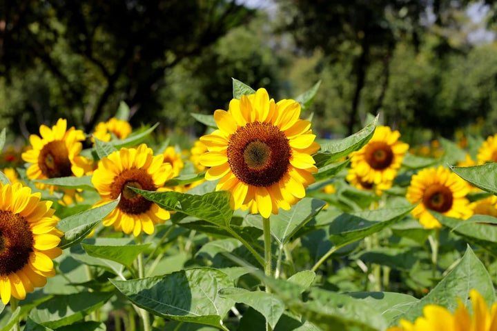 Sunflower Seeds for Planting Yellow – Seasonal Bloomer, Heirloom, Non-GMO, High Germination Organic Garden Seeds