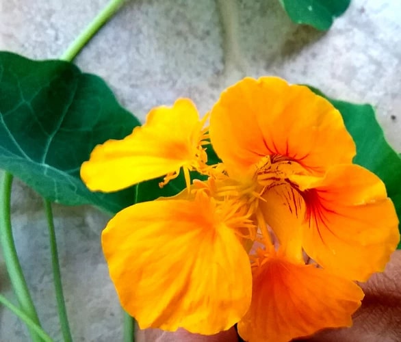 Yellow Tropaeolum Majus Flower Seeds for Planting – Heirloom Non-GMO Organic Garden Seeds
