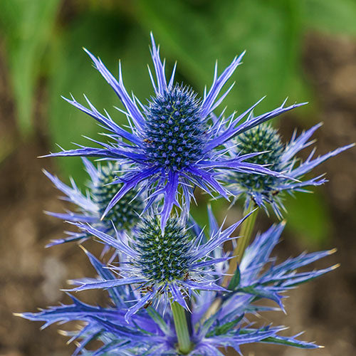 Eryngium Flower Seeds for Planting | Heirloom Non-GMO High Germination Organic Garden Seeds