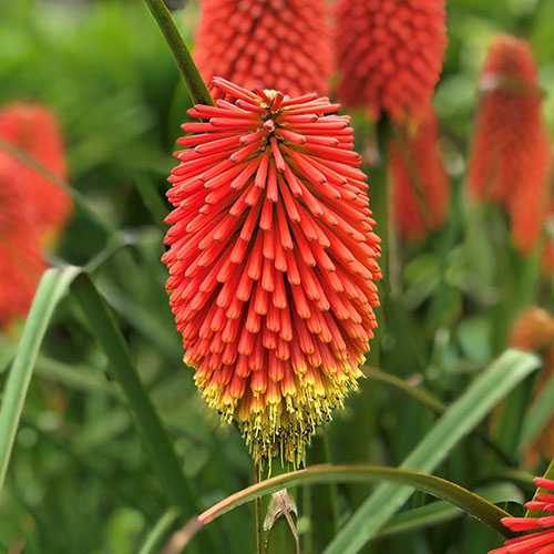 Red Hot Poker Flower Seeds for Planting – Heirloom Non-GMO, High Germination Organic Garden Seeds