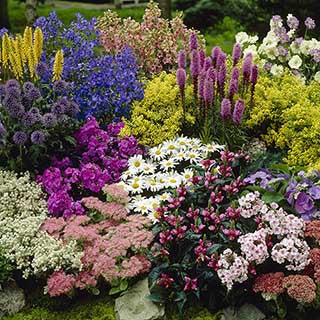 Mixed Color Perennial Flower Seeds for Planting – Heirloom, Non-GMO, Cut Flower Mix, High Germination
