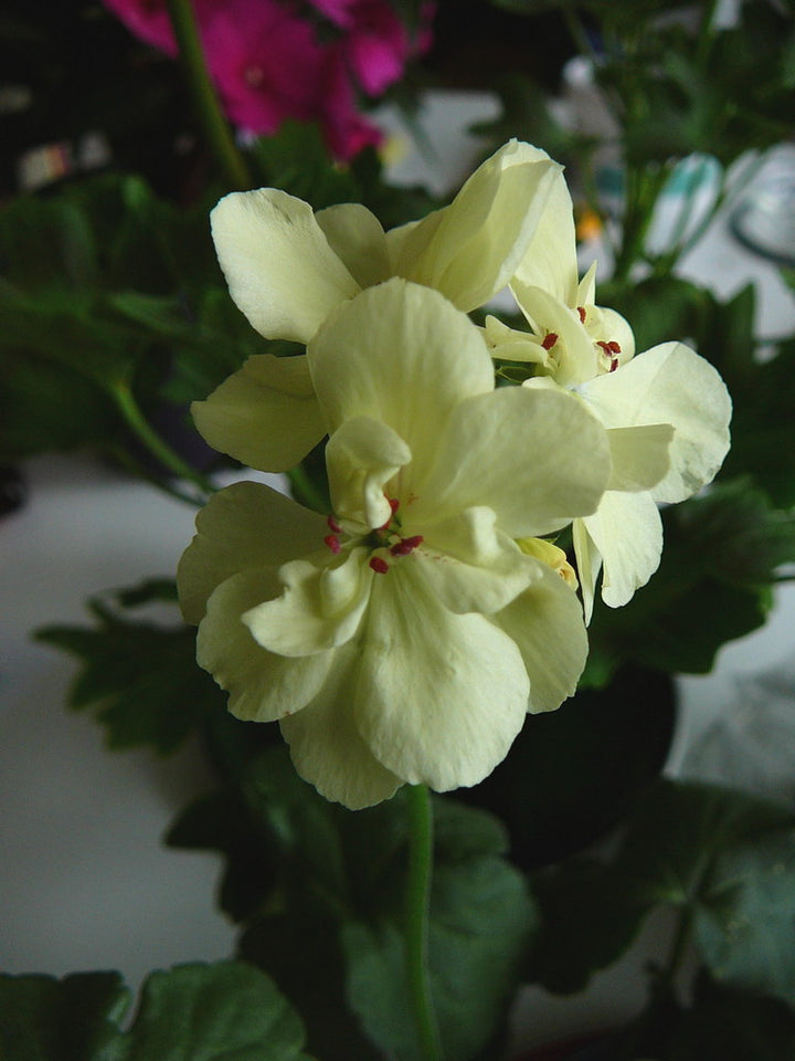 Green Geranium Flower Seeds for Planting – Premium Quality, Heirloom, Non-GMO, High Germination Organic Garden Seeds