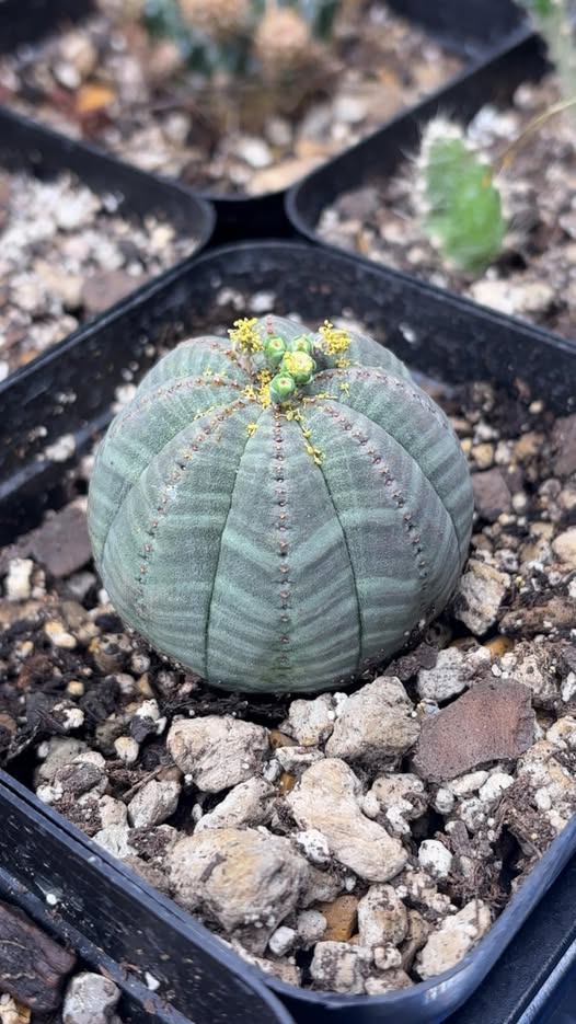 Euphorbia Obesa Baseball Flower Seeds for Planting – Heirloom, Non-GMO, Long Bloom, Organic Garden