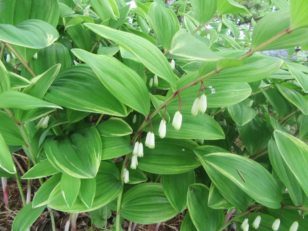 Green Polygonatum Solomon's Seal Herb Seeds for Planting – Heirloom, Non-GMO Culinary and Medicinal Garden Seeds