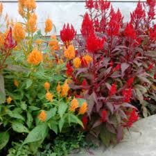 Celosia plumosa Flower Seeds for Planting – Heirloom & Non-GMO Vibrant Feathery Blooms for Containers, Borders & Summer Gardens