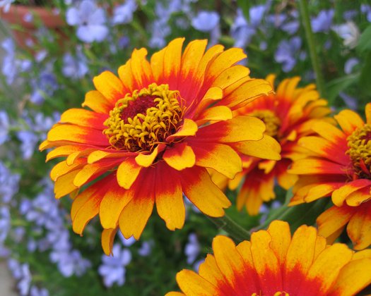 Zowie Flower Seeds for Planting – Heirloom Non-GMO Seeds, High Germination Organic Garden Seeds