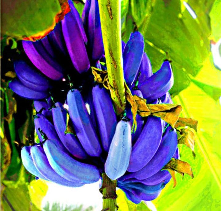 Violet Banana Fruit seeds – Heirloom, Non-GMO seeds for Planting Unique Garden Bananas