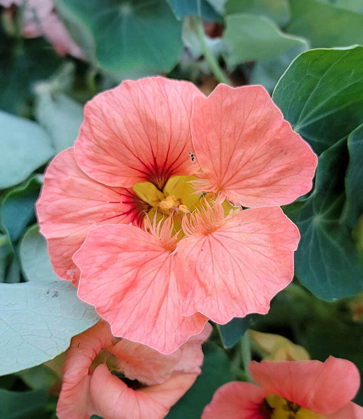 Peach Nasturtium Flower Seeds for Planting – Heirloom, Non-GMO, Perfect for Borders, High Germination