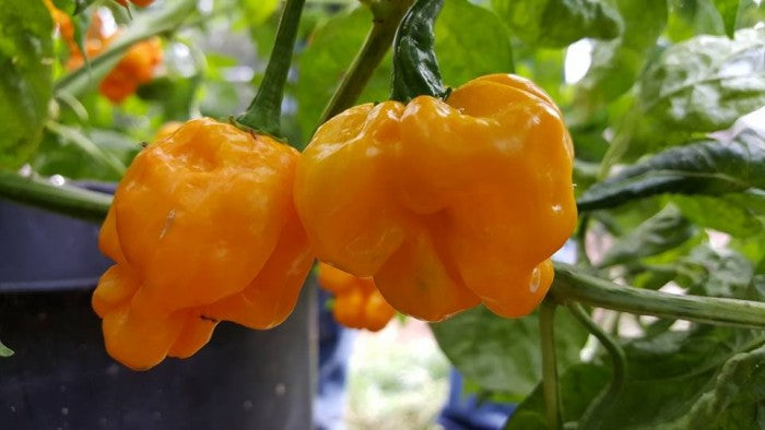 MOA Yellow Scotch Bonnet Pepper Seeds – Heirloom Non-GMO Hot Caribbean Chili Seeds for Planting, Organic Garden Seeds