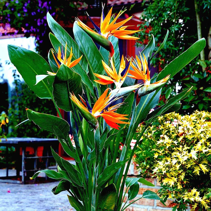 Orange Reginae Flower Seeds for Planting – Heirloom, Non-GMO, Fragrant Garden Seeds