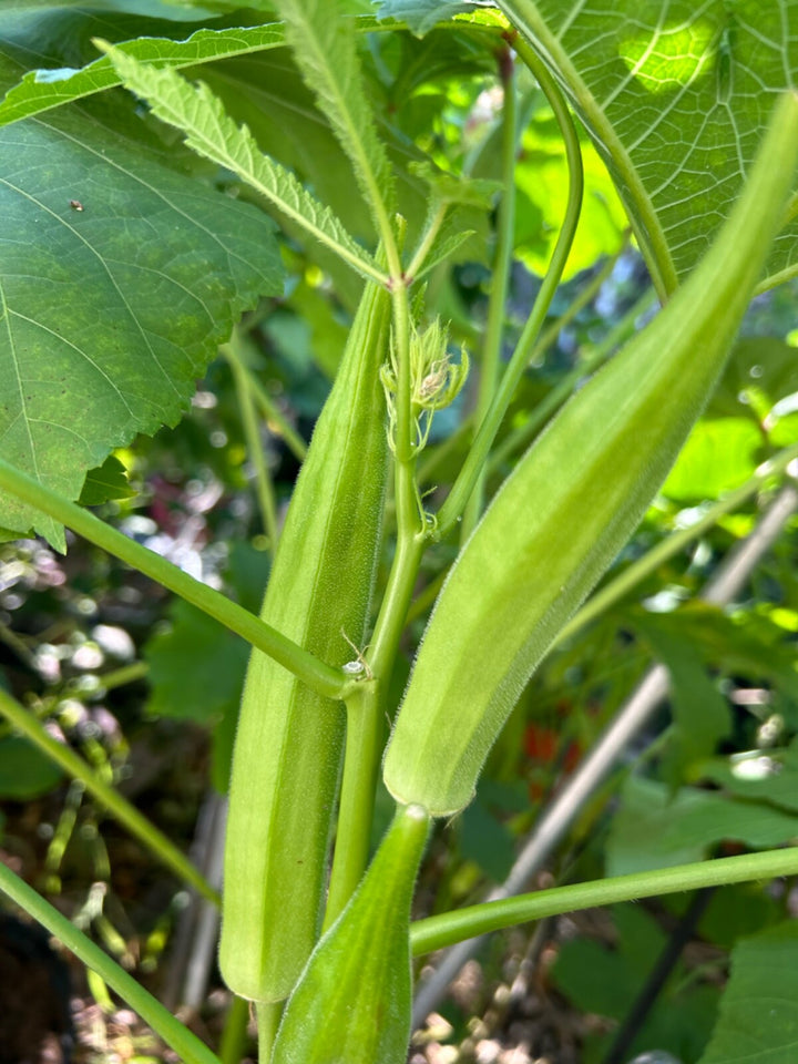 Cajun Delight Okra Seeds for Planting – Heirloom & Non-GMO Seeds for Tender Southern-Style Pods
