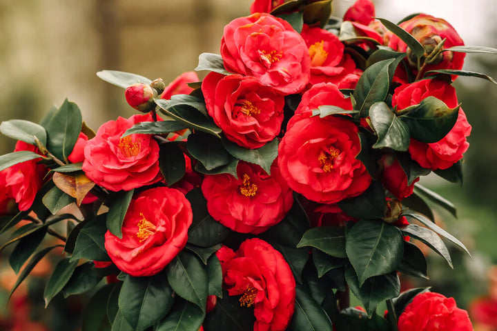 Camellia Red Flower Seeds for Planting – Heirloom Non-GMO, High Germination Organic Garden Seeds