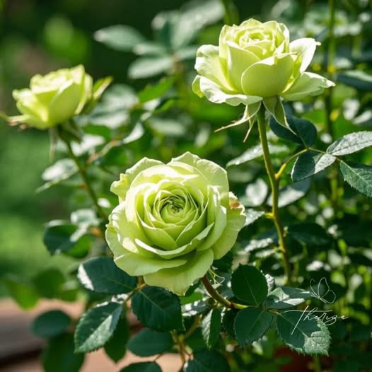 Green Rose Flower Seeds for Planting – Colorful Display, Heirloom, Non-GMO Seeds for Home Garden
