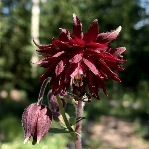 Burgundy Columbine Flower Seeds for Planting – Heirloom, Non-GMO, Bright Blooms, High Germination
