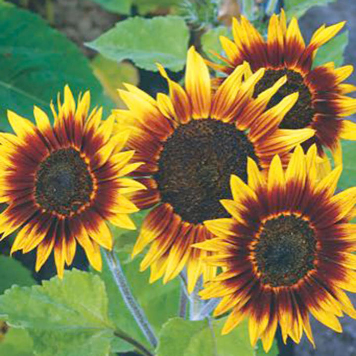 Yellow Brown Sunflower Seeds for Planting – Heirloom, Non-GMO, Seasonal Bloomer, High Germination