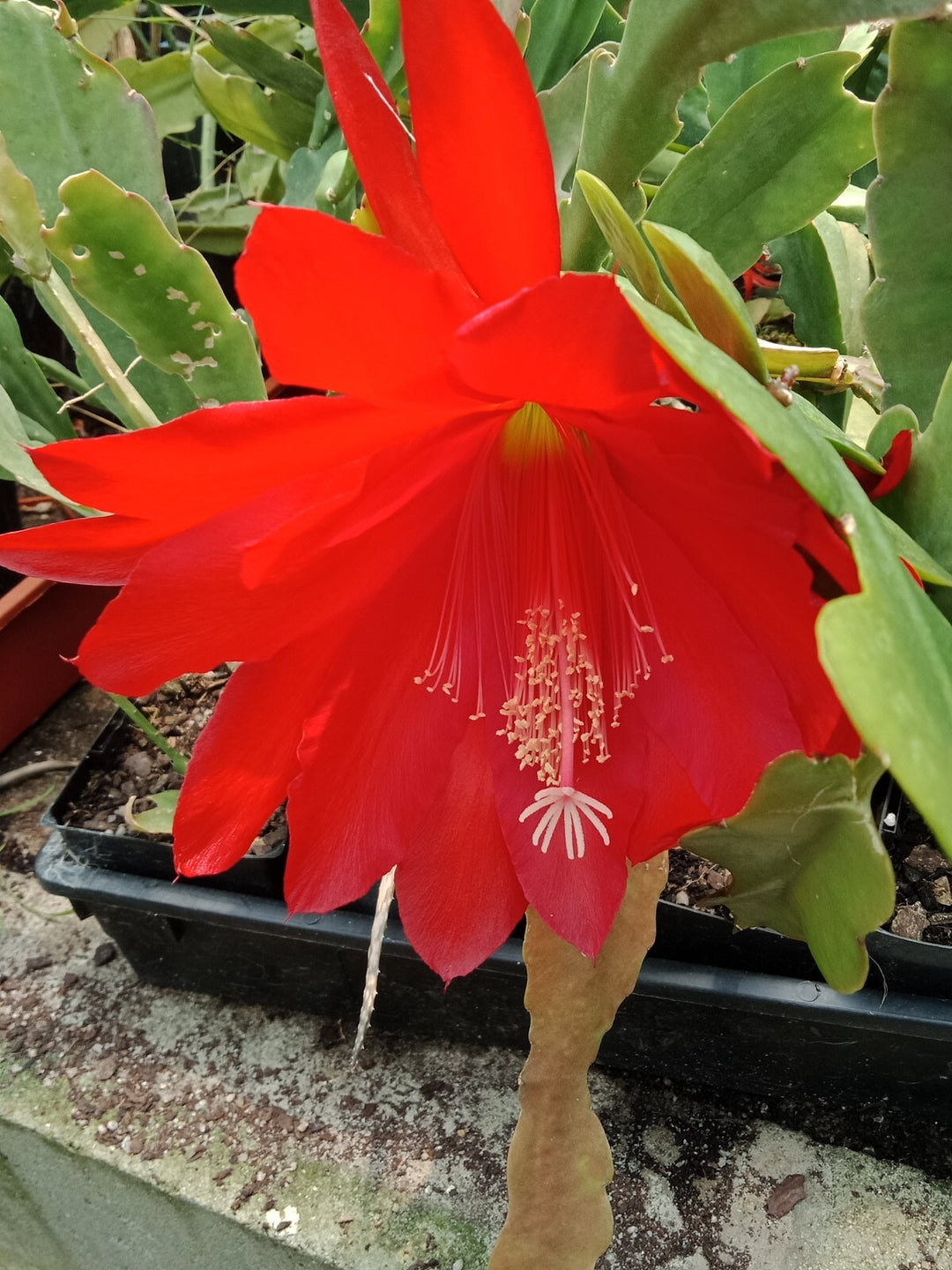 Red Epiphyllum Flower Seeds for Planting – Heirloom, Non-GMO, High Germination Organic Garden Seeds