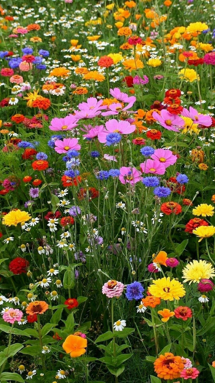 Mixed Color Evening-Scented Flower Seeds for Planting – Heirloom, Non-GMO, Bright Blooms, High Germination