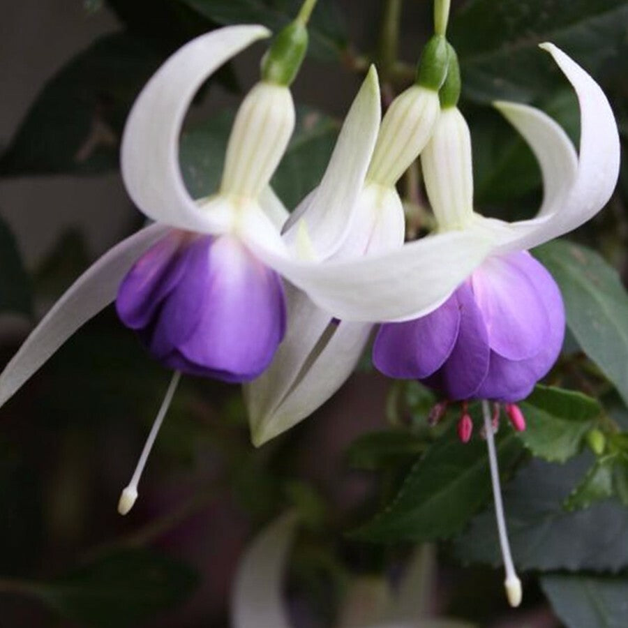 Purple White Fuchsia Flower Seeds for Planting – Heirloom, Non-GMO, High Germination Organic Garden Seeds