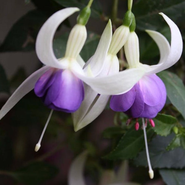 Purple White Fuchsia Flower Seeds for Planting – Heirloom, Non-GMO, High Germination Organic Garden Seeds