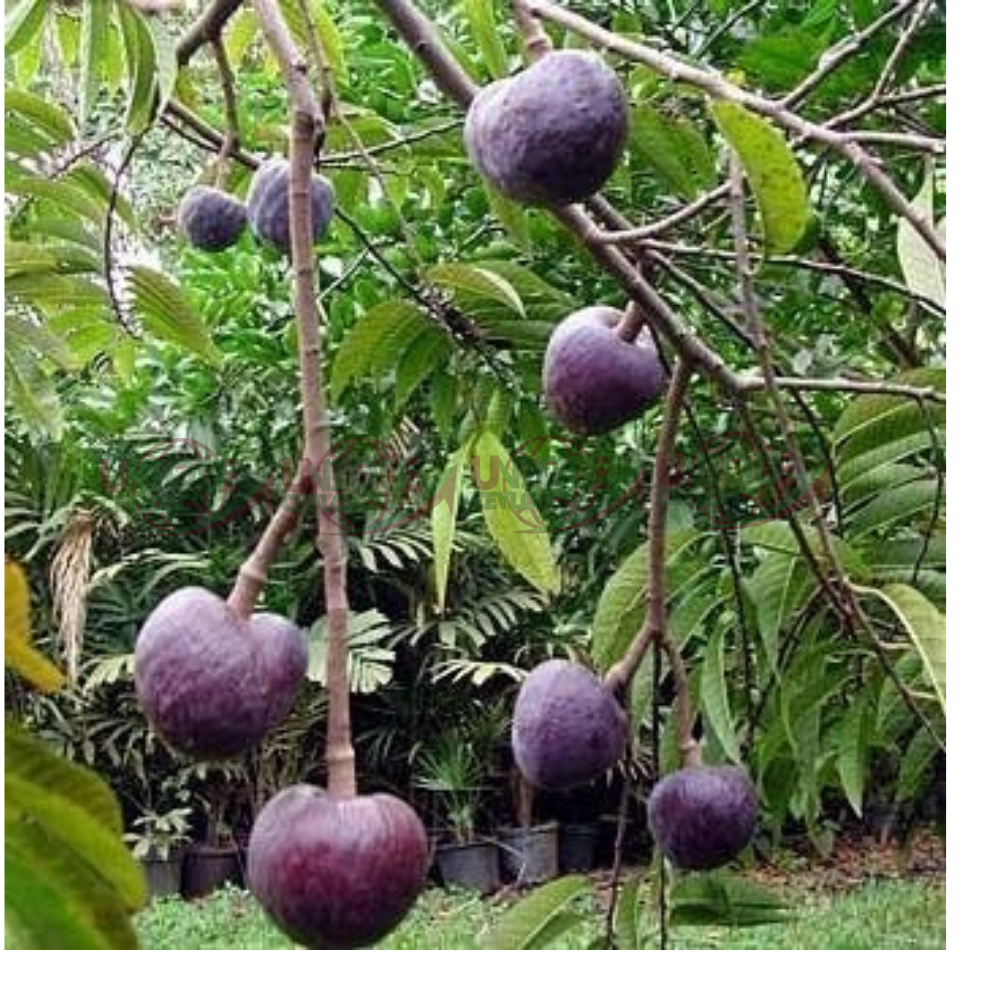 Annona Reticulata Fruit Seeds for Planting – Heirloom, Non-GMO Creamy Tropical Garden Fruit Seeds