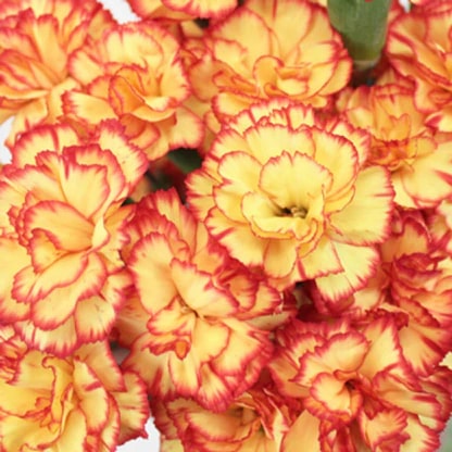 Orange Yellow Dianthus Caryophyllus Flower Seeds for Planting - Hardy Variety Heirloom & Non-GMO Seeds High Germination