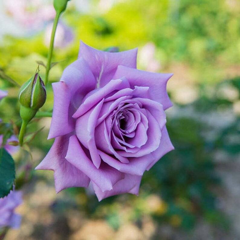 Light Violet Rose Flower Seeds for Planting – Heirloom, Non-GMO, High Germination
