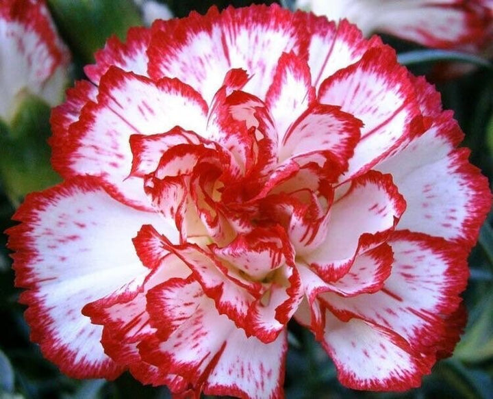 White Red Carnation Flower Seeds for Planting – Garden Favorite, Heirloom, Non-GMO Home Garden