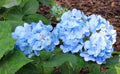 Rhododendron Sea Blue Flower Seeds for Planting – Heirloom, Non-GMO, High Germination Organic Garden Seeds