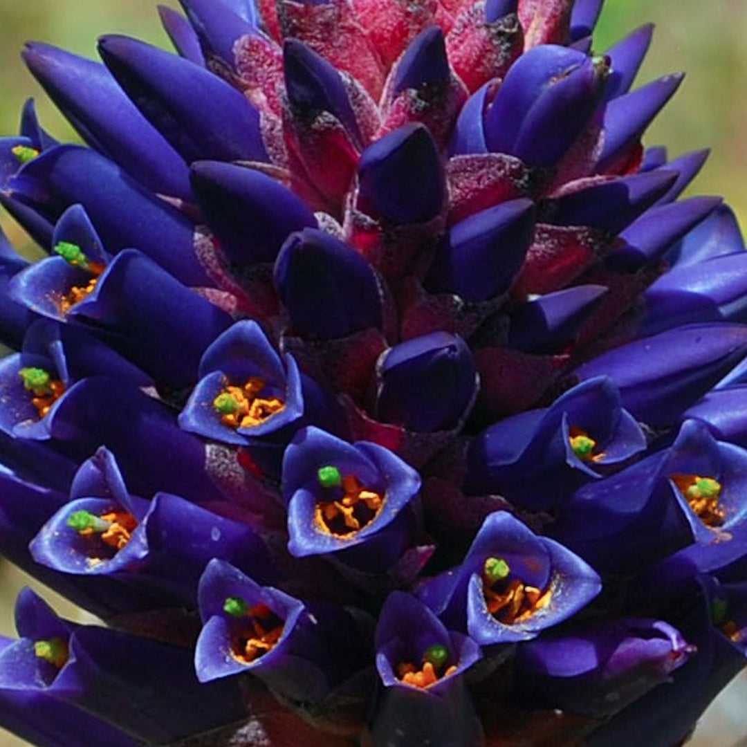 Blue Puya Venusta Flower Seeds for Planting | Heirloom Non-GMO High Germination Organic Garden Seeds