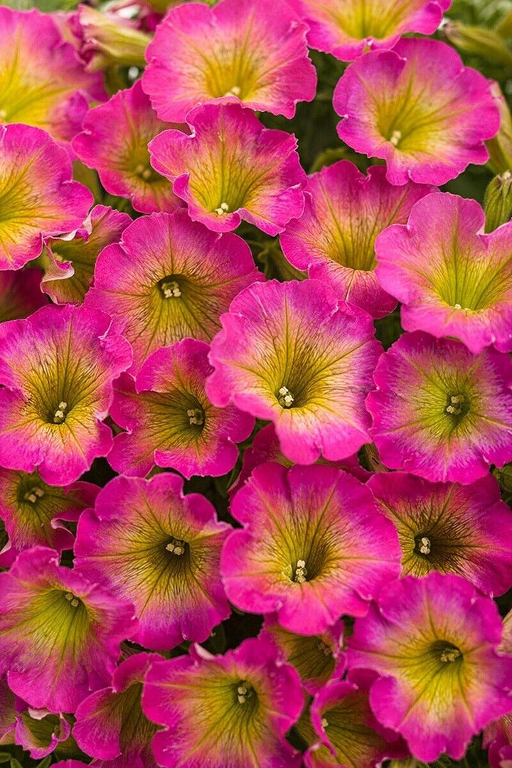 Yellow Pink Petunia Seeds for Planting – Heirloom, Non-GMO, High Germination Organic Garden Seeds
