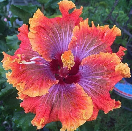 Purple Orange Hibiscus Flower Seeds for Planting – Heirloom Non-GMO, High Germination Organic Garden Seeds