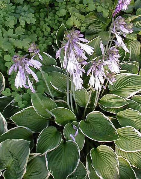 Hosta Lily Flower Seeds for Planting - Heirloom, Non-GMO, High Germination Organic Garden Seeds