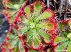 Green Drosera Seeds for Planting – Heirloom & Non-GMO Unique Insect-Trapping Garden Variety