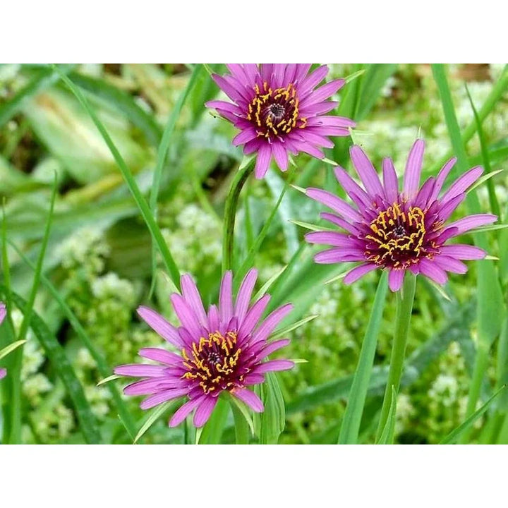 Flower Seeds, Seeds,Seeds For Planting,Plant Seeds