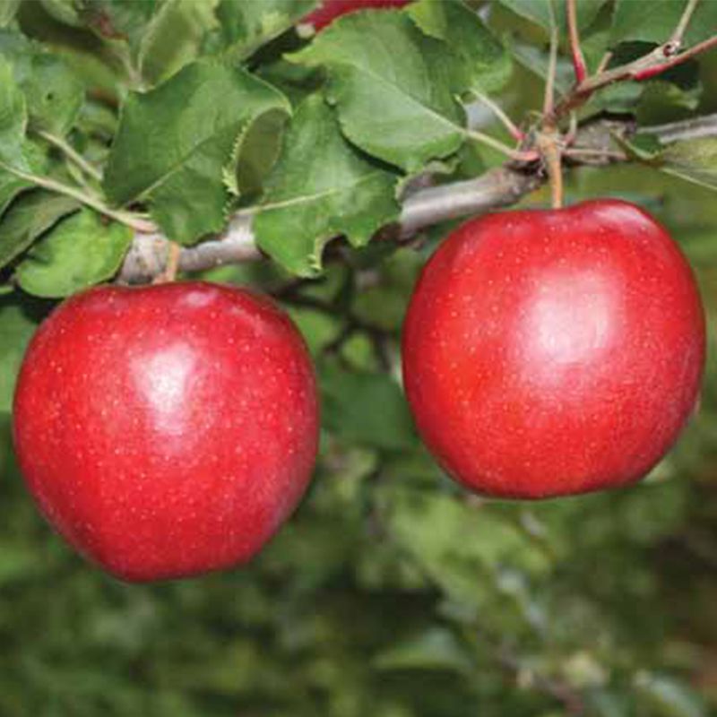 Measure Earth Icon Jonagold Apple Fruit seeds – Heirloom, Non-GMO Seeds for Planting Lush ...