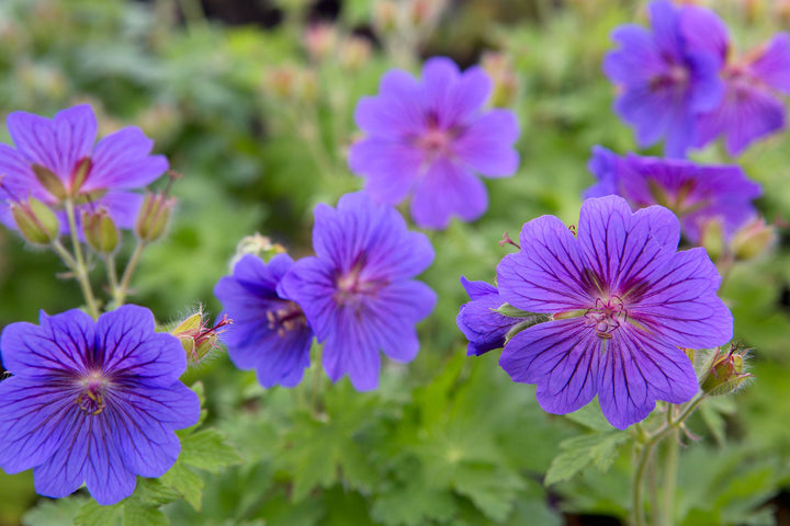 Purple Geranium Perennial Flower Seeds for Planting – Heirloom, Non-GMO, High Germination Garden Seeds