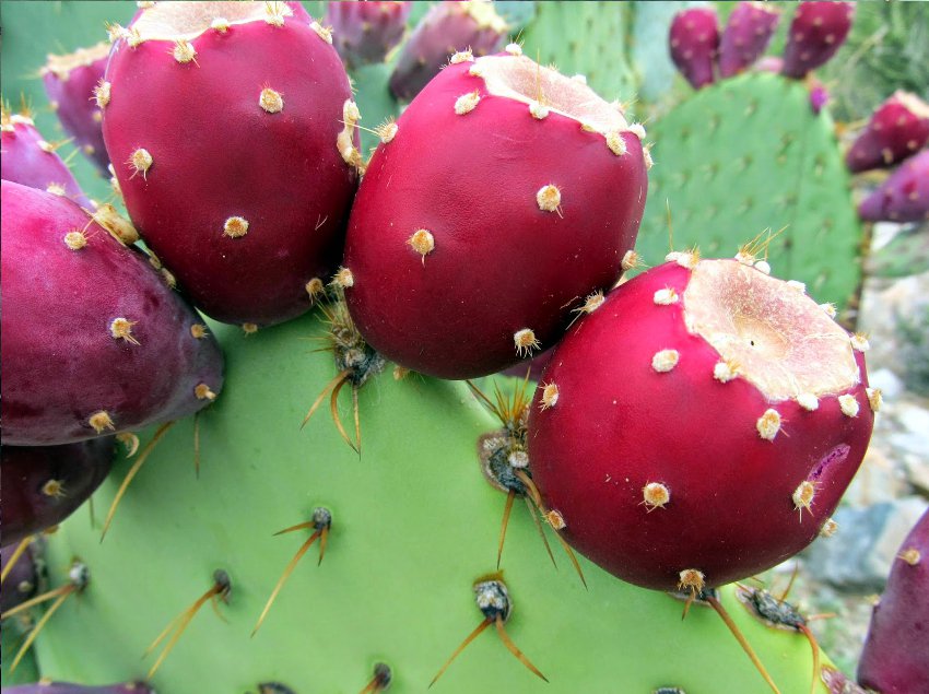 Nopalina Nopalea Cactus Fruit Seeds for Planting – Heirloom, Non-GMO, Nutritious Hardy Garden Seeds