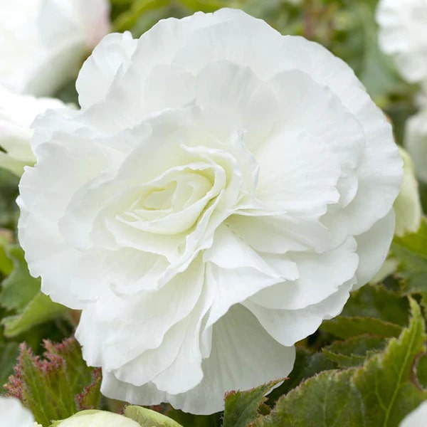 Begonia Double White Flower Seeds for Planting – Heirloom, Non-GMO, High Germination Organic Garden Seeds for Home Garden