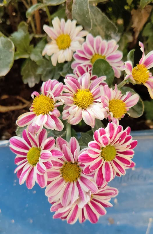 White Pink Aster Flower Seeds for Planting – Heirloom, Non-GMO, Fragrant Blossoms, Organic Garden Seeds