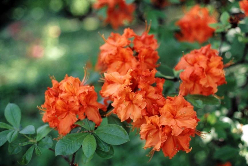 Rhododendron Orange Flower Seeds for Planting – Heirloom, Non-GMO, High Germination Organic Garden Seeds for Home Garden