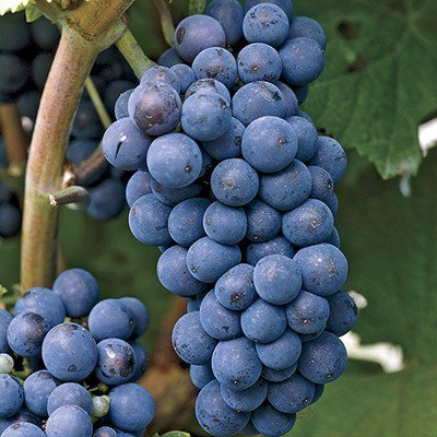 Black Grape Fruit Seeds for Planting – Heirloom, Non-GMO Juicy Garden Grape Seeds for Abundant Yields