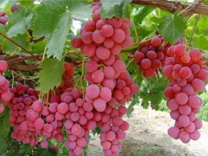 Red Grape fruit seeds for planting - Heirloom & Non-GMO Garden seeds, vineyard grapes for juicy home harvests