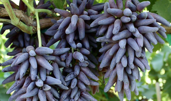 Black Brazilian Grape Fruit seeds – Heirloom, Non-GMO Seeds for Planting Unique Juicy Vine Fruits