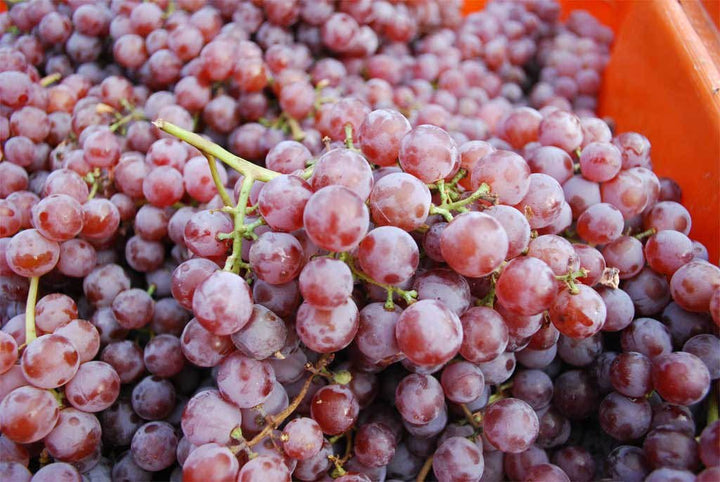 Mixed Grape Fruit Seeds for Planting – Heirloom, Non-GMO Juicy Vineyard Variety Garden Seeds