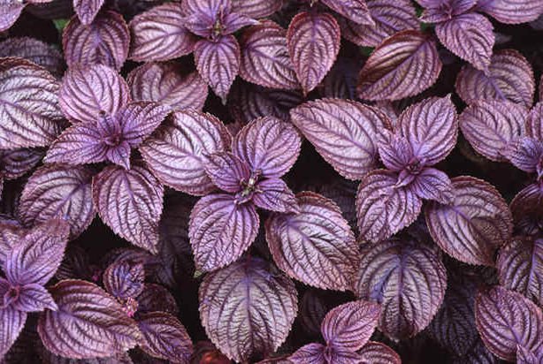 Purple Frutescens Perilla Herb Seeds for Planting – Heirloom, Non-GMO, Organic Garden Seeds with High Germination