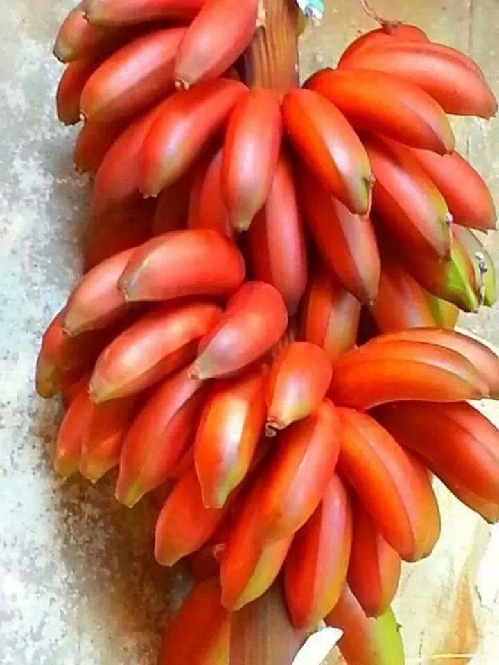 Orange Banana Fruit Seeds – Heirloom, Non-GMO Seeds for High-Yield Tropical Garden Planting