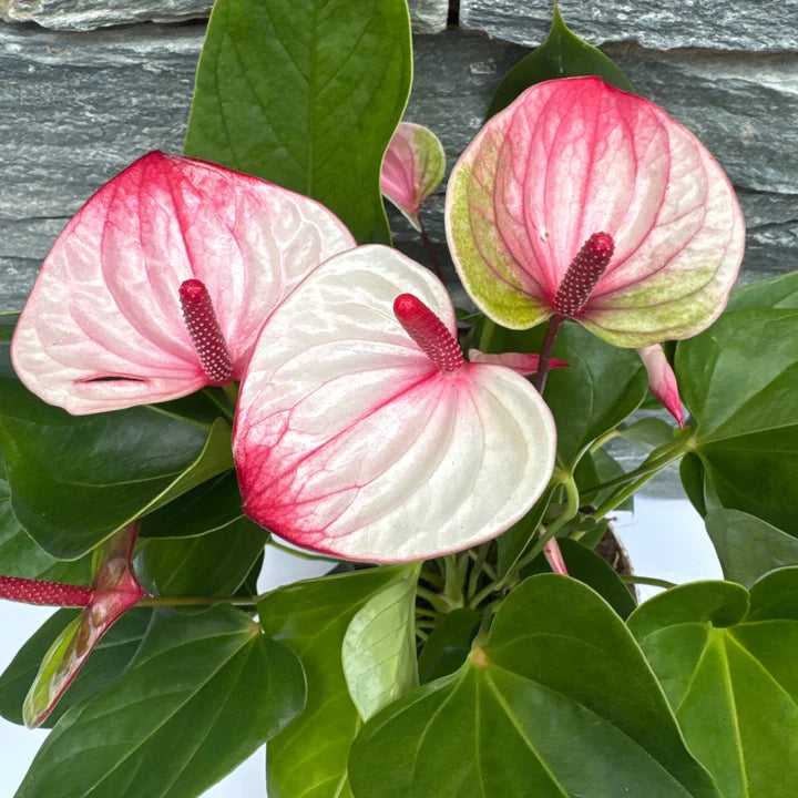 Anthurium White Red Flower Seeds for Planting 100 pcs - Perfect for Borders, Heirloom & GMO Free Seeds for Home Garden