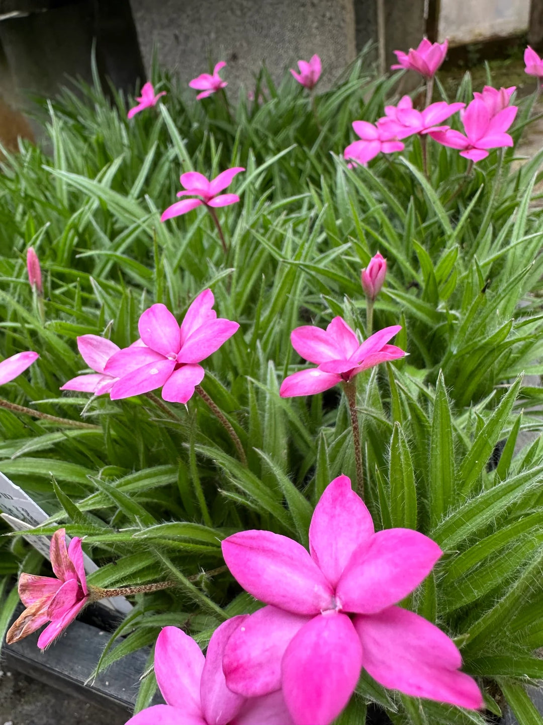 Rhodohypoxis Flower Seeds for Planting – Hardy Variety Heirloom Non-GMO, High Germination Organic Garden Seeds