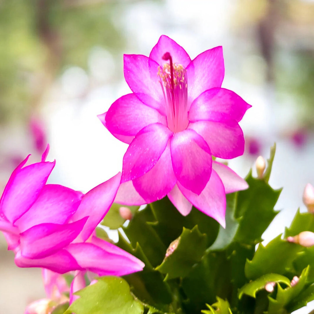 Light Pink Schlumbergera Flower Seeds for Planting – Heirloom Non-GMO, High Germination Organic Garden Seeds