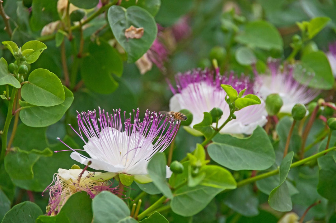 Blue Caper Flower Seeds for Planting – Exotic Blooms, Pollinator Friendly